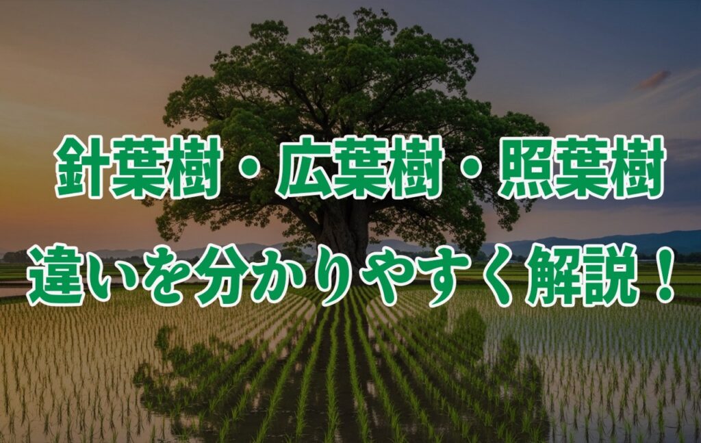 写真付きで分かりやすい「針葉樹」「広葉樹」「照葉樹」の違い!特徴や用途についても解説 | 森の主の卵
