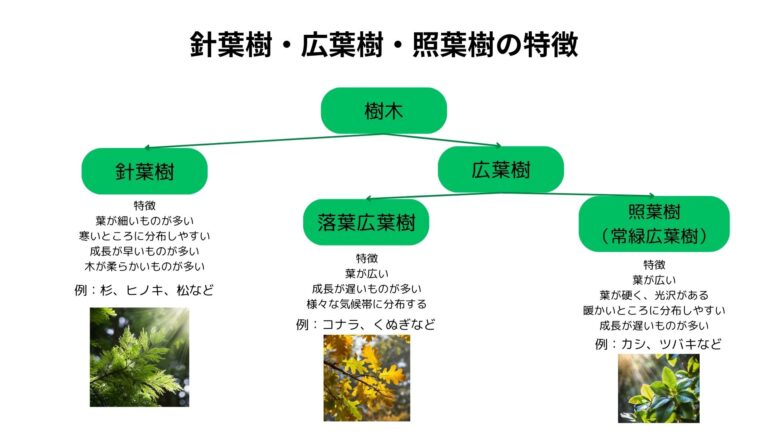  写真付きで分かりやすい「針葉樹」「広葉樹」「照葉樹」の違い！特徴や用途についても解説 