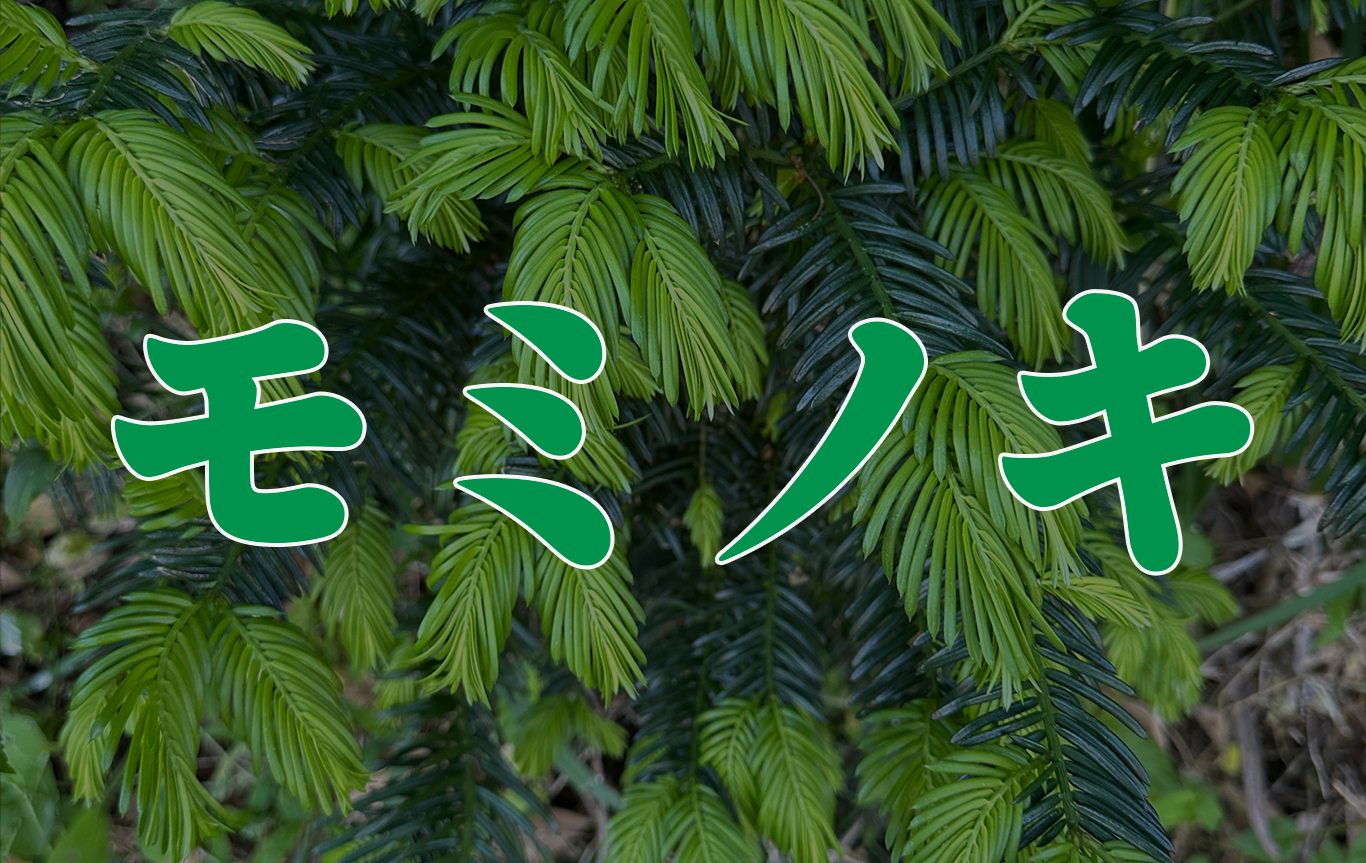 モミ（モミの木）とは？日本の山地に自生する針葉樹の特徴と用途・山で 