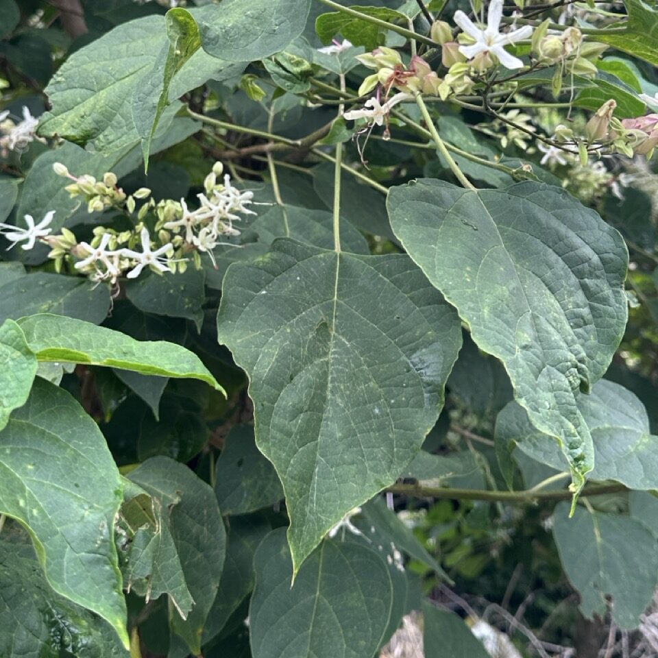 クサギ(臭木)とは?里山で目を引く白花と群青果のコントラストが美しい落葉小高木 | 森の主の卵