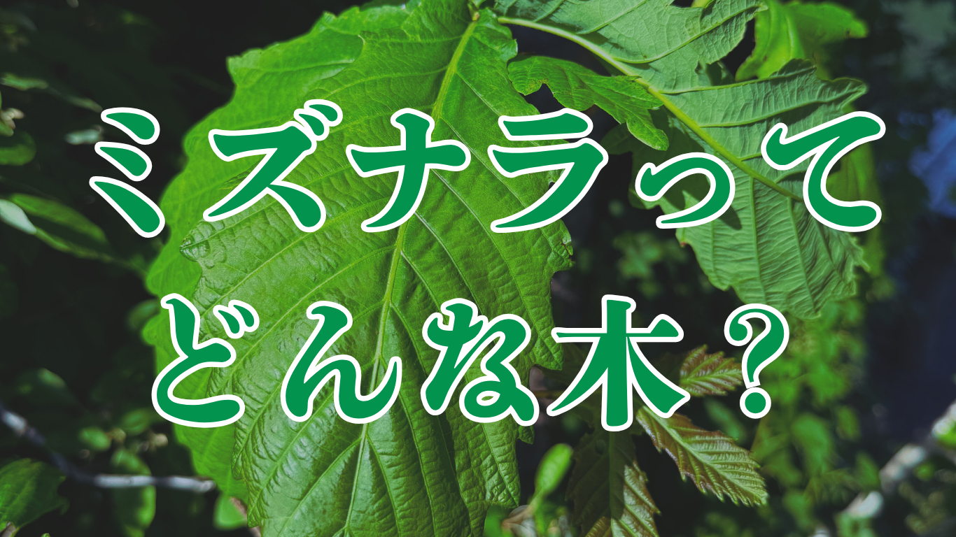 ミズナラの特徴を紹介するアイキャッチ